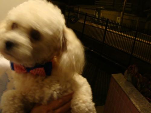 Cachorro encontrado no bairro Mina Brasil