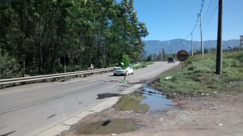 Moradores colocam árvore em rodovia de Lauro Müller para sinalizar buraco