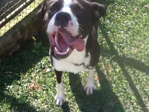 Procura-se Negão Ou Marmaduke no bairro Rio Maina em Criciúma