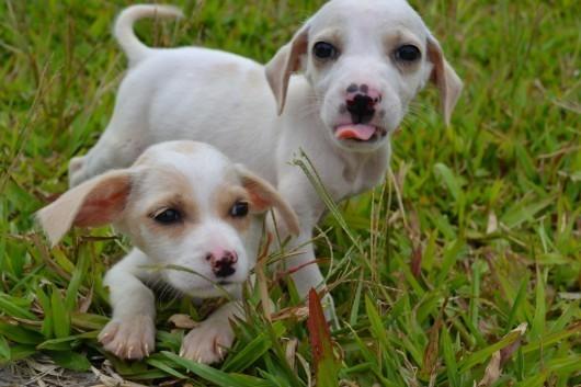 ONG promove mutirão de castração de cães e gatos com valor acessível