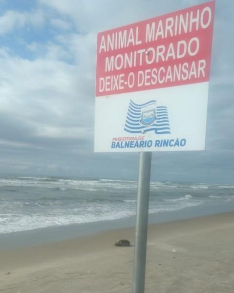 Lobo marinho é encontrado no Balneário Rincão