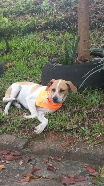 Animal para doação - Bily