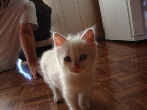Procura-se gata sem nome no Jardim Maristela em Criciúma