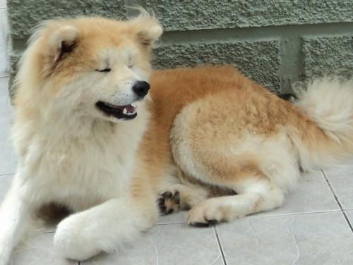 Doação de Akita