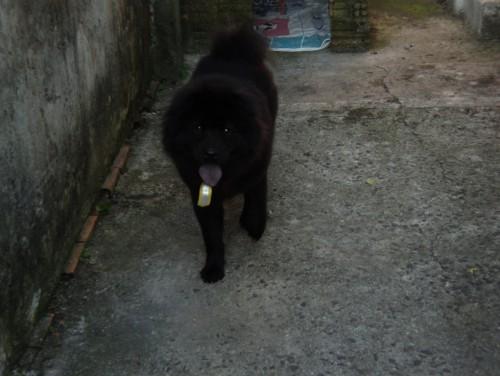 Doa-se Chow Chow preto muito bonito