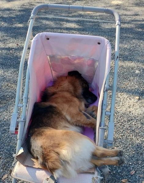 BusCão castra 31 animais no bairro Nossa Senhora de Fátima