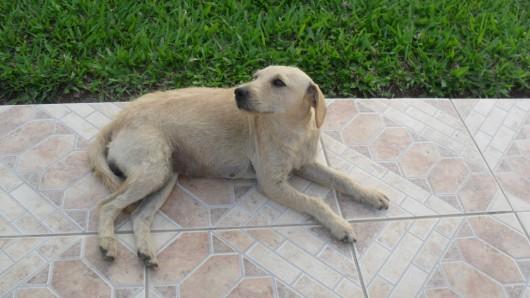Cadelinha para adoção