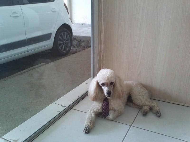 Animal encontrado no bairro Pinheirinho