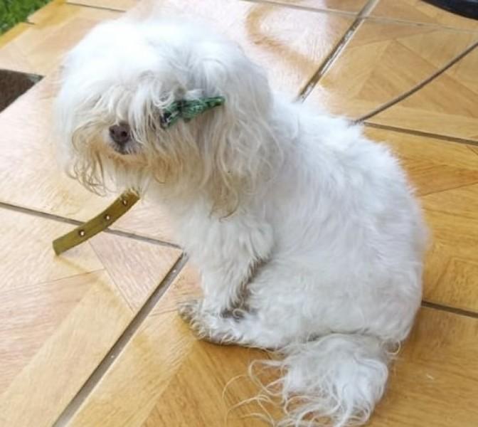 Animal encontrado no bairro Pinheirinho 