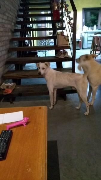 Animal encontrado no bairro Comerciário