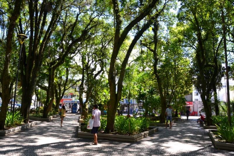 Famcri removerá árvores comprometidas da Praça Nereu Ramos 