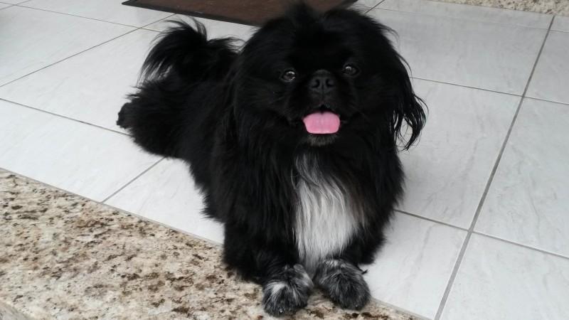 Animal encontrado no bairro São Simão 