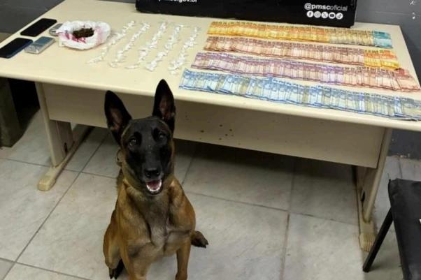 Cão farejador encontra drogas e PM prende dupla por tráfico em Criciúma