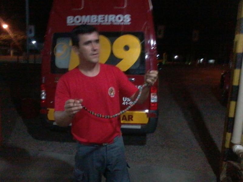 Bombeiros dão instruções de como se  prevenir contra ataques de animais venenosos