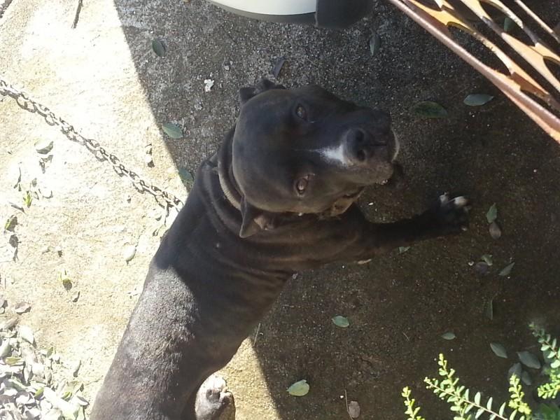 Animal perdido no bairro São Cristóvão
