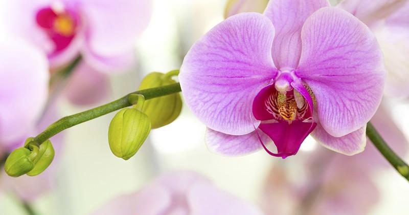 Exposição de orquídeas deixará o Center Shopping mais colorido