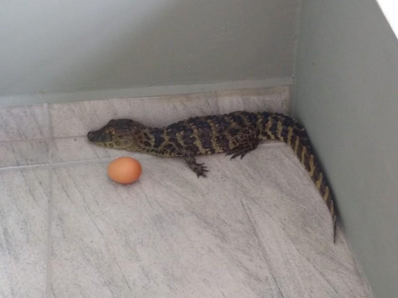 Filhote de jacaré é encontrado no bairro São Simão 
