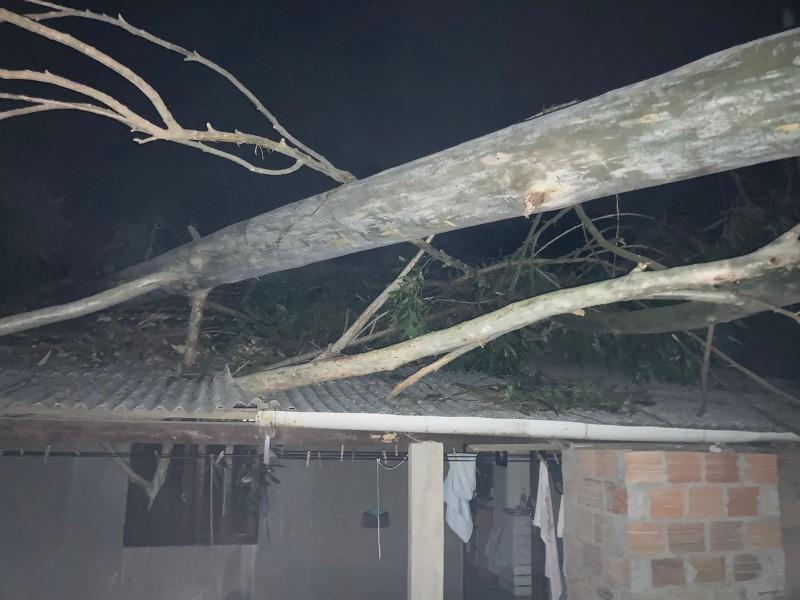 Queda de árvore em residência deixa homem gravemente ferido em Pescaria de Brava 