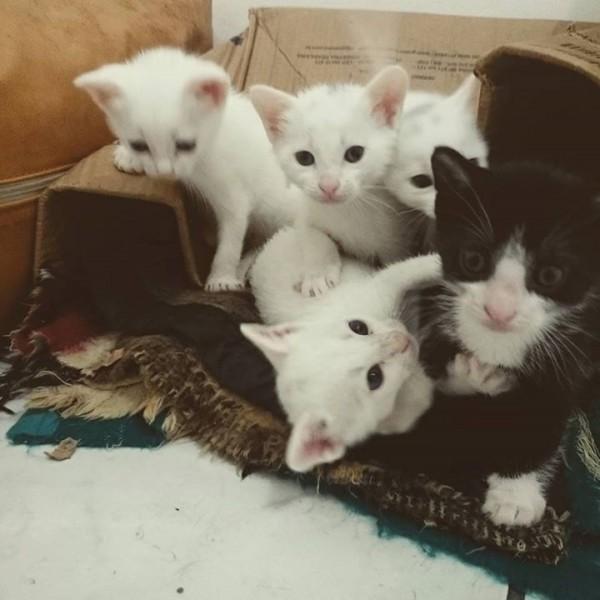 Animal para doação - Gatinhos Para AdoÇÃo