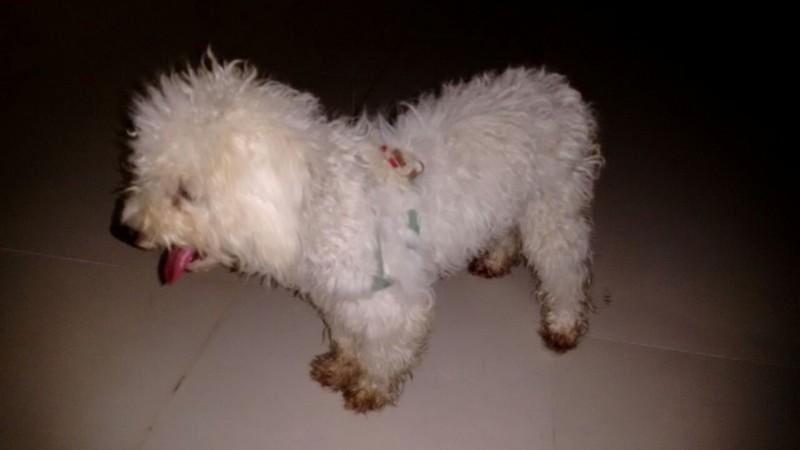 Animal encontrado no bairro Recanto Verde