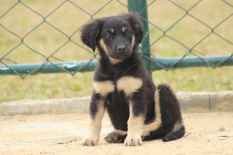 Lei prevê que direitos dos animais sejam discutidos obrigatoriamente nas instituições de ensino