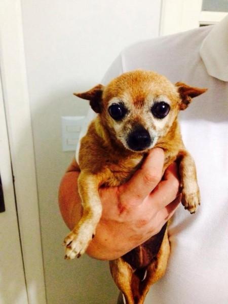 Animal encontrado no bairro São Luiz 