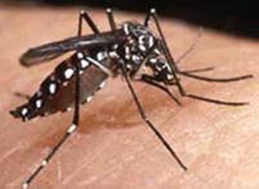 Orleans tenta exterminar o mosquito borrachudo no município