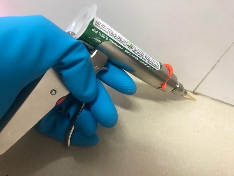 Saiba como lidar com a proliferação de formigas com o aumento das temperaturas
