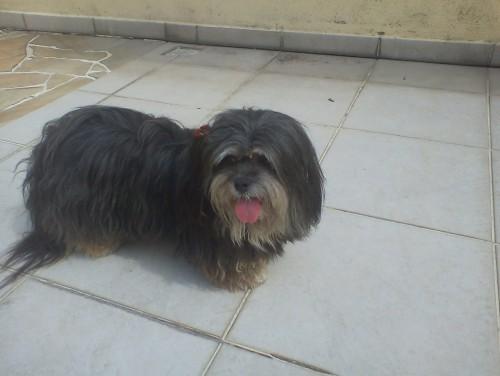 Cães perdidos no centro de Criciúma