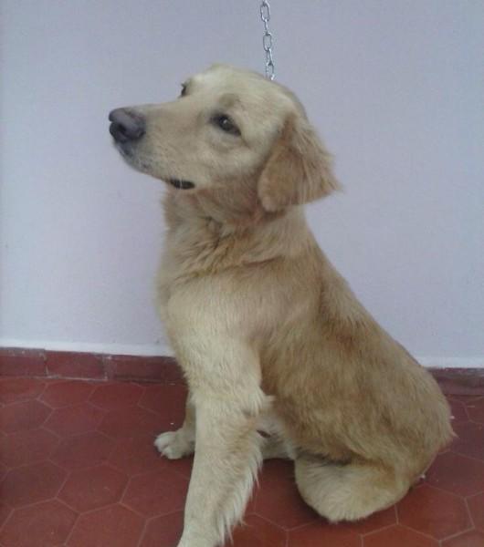 Golden retriever perdido