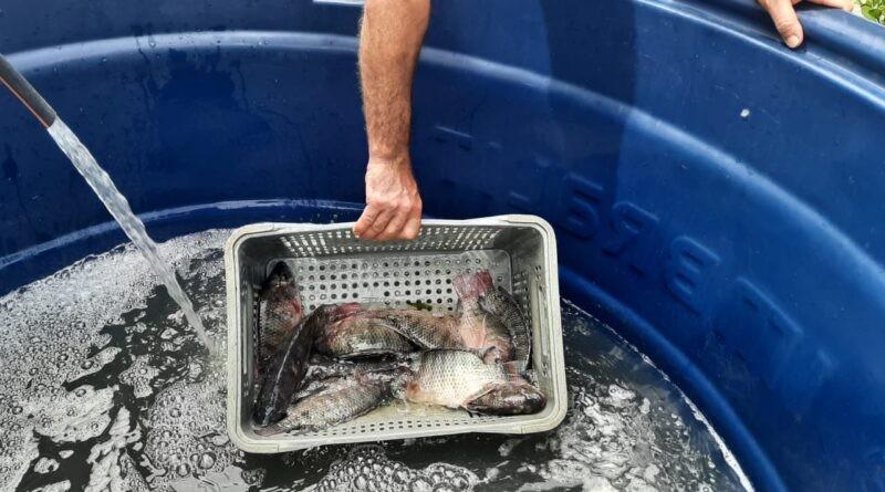 Feira do Peixe Vivo de Içara inicia com expectativa de vender mais de 5 toneladas