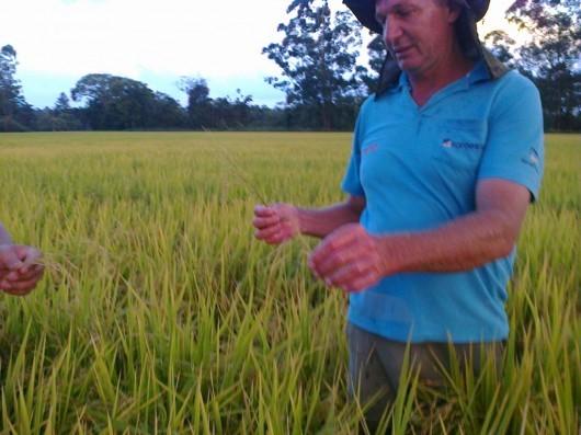 Queda de granizo em Forquilhinha causou perda de 32 mil sacas de arroz