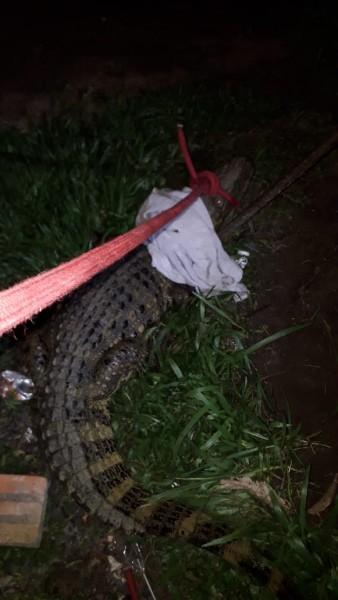 Jacaré de dois metros é capturado pelos bombeiros em residência na cidade de Sombrio 