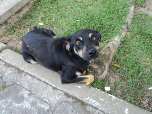 Pretinho precisa de um lar