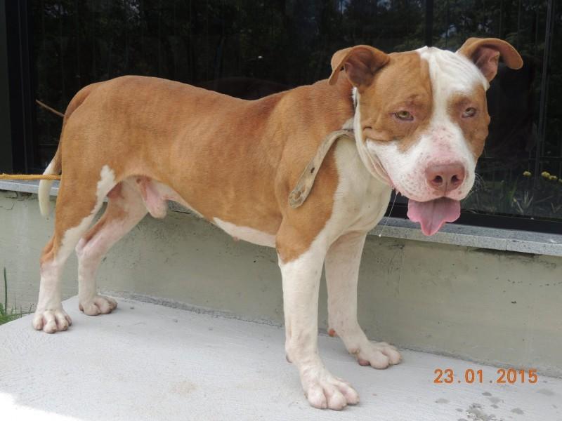 Animal encontrado no bairro Santo Antonio