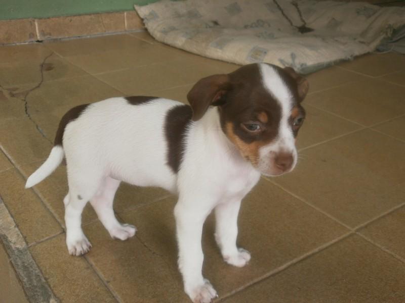 ADOTADA!!! Doa-se cachorrinha