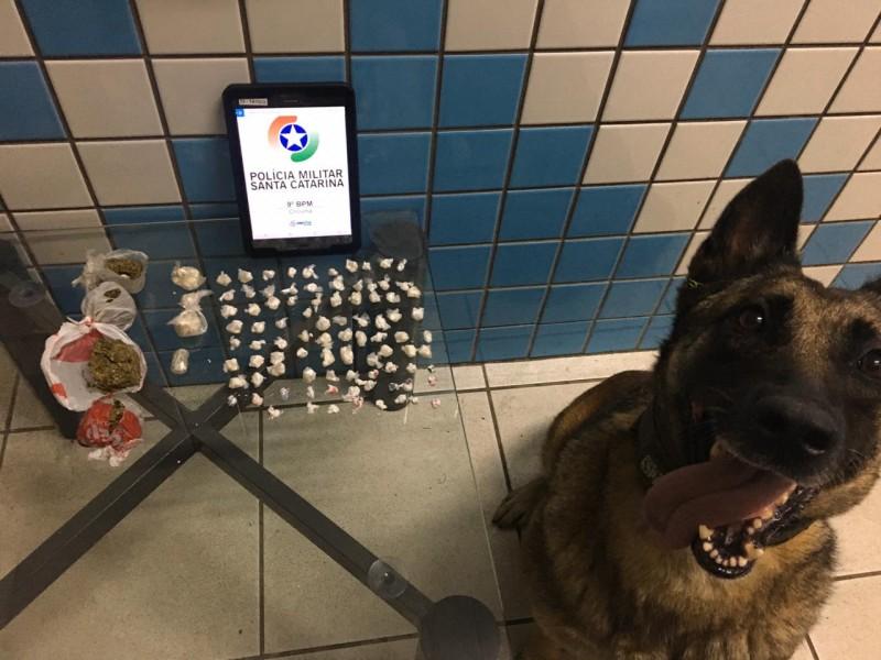 Com ajuda do cão farejador, polícia apreende drogas em Criciúma