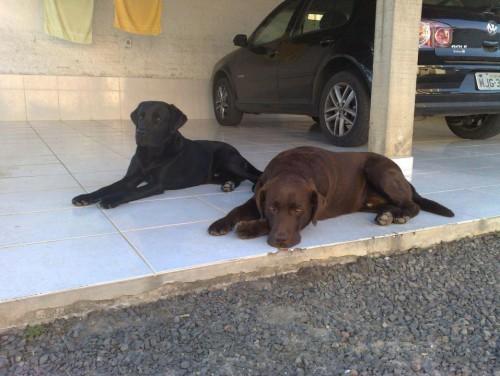 Procura-se Pancho no bairro Santo Antônio, em Criciúma