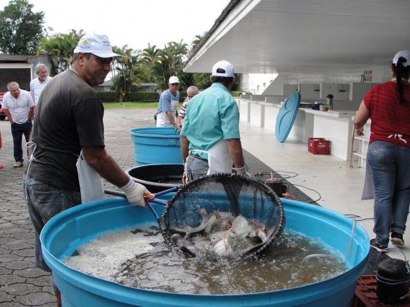 Feira do Peixe Vivo acontece nesta quarta e quinta-feira em Cocal do Sul 