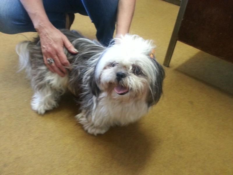 ENCONTRADA!! Cadelinha encontrada no bairro Michel