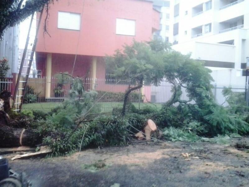 Bombeiros retiram árvore caída na rua Pedro Beneton