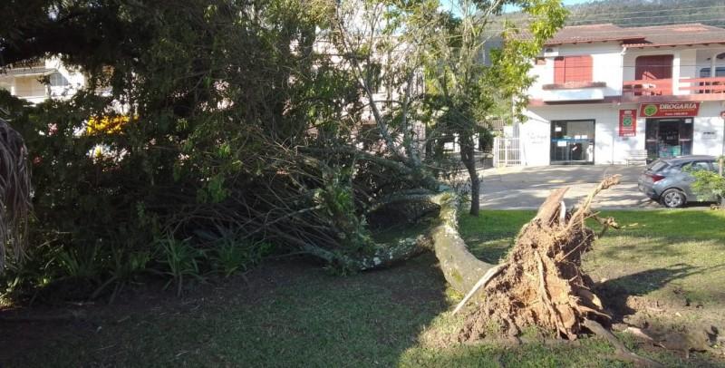  Ventos provocam quedas de árvores e destelhamento de casas em Treviso