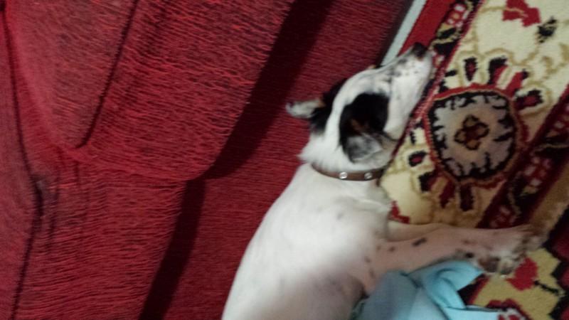 Animal encontrado no bairro Santa Luzia 