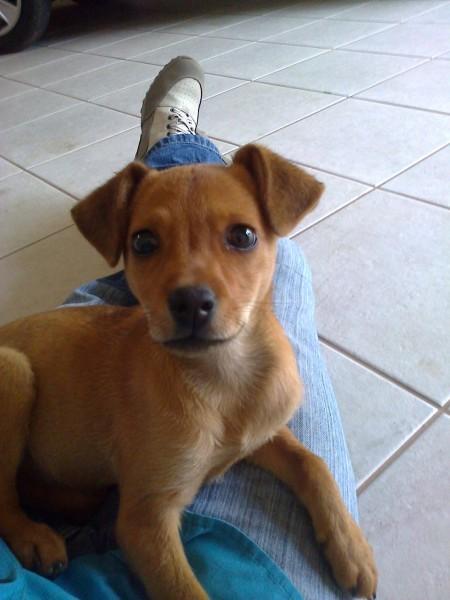 Animal encontrado no bairro Santa Barbara