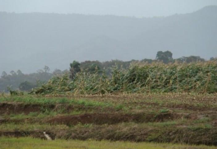 Estiagem: agricultores já perderam 100% de algumas plantações