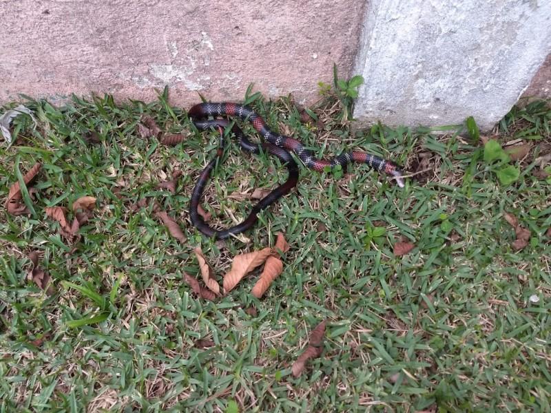 Bombeiros capturam cobra coral em residência