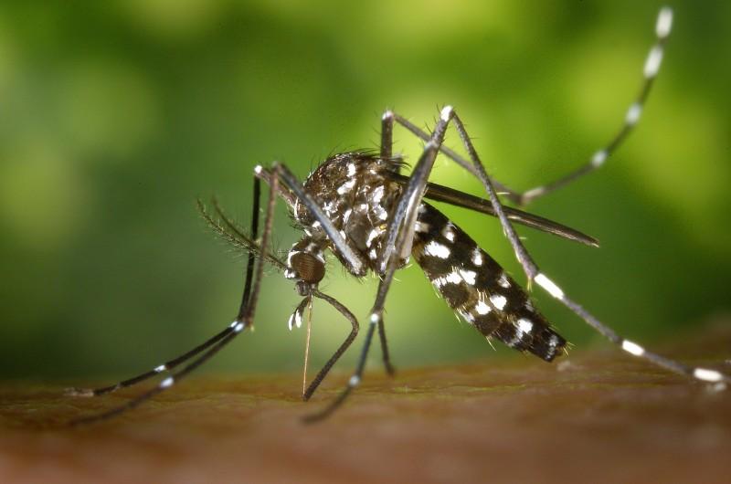Criciúma é um dos únicos municípios catarinenses não considerados infestados pelo Aedes aegypti