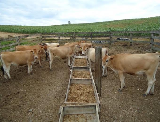 Agronomia prepara safra de milho para rebanho leiteiro