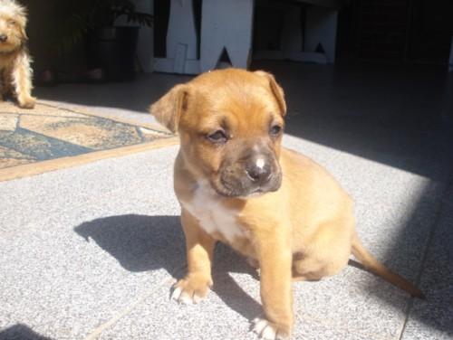 Procura-se Sharon no bairro Jardim Angélica 