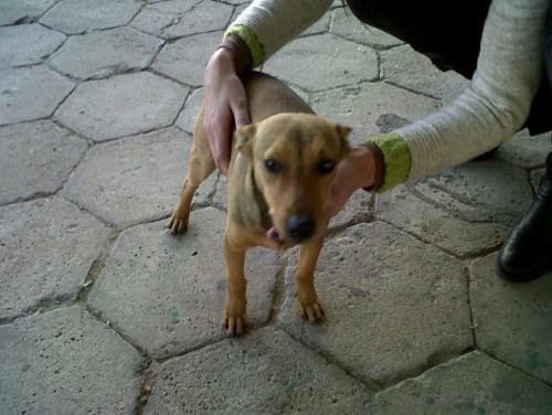Cãozinho abandonado